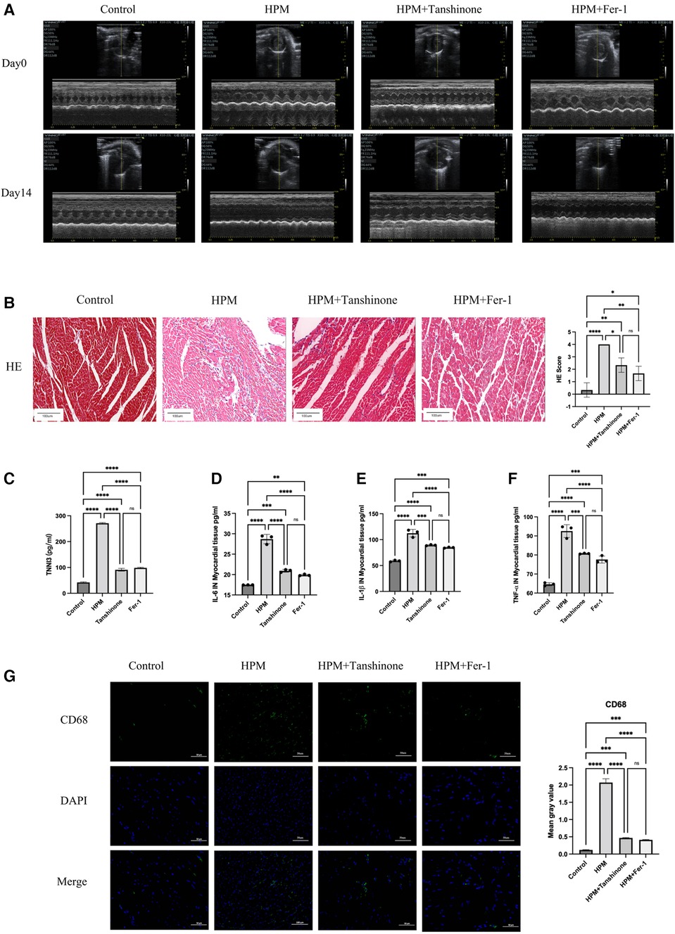 Frontiers | Inhibition of ferroptosis alleviates high-power  microwave-induced myocardial injury