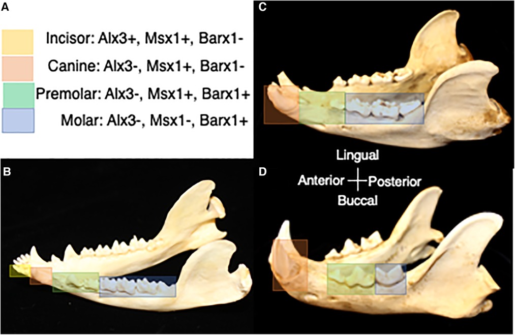 Frontiers Mammalian dental diversity an evolutionary template for