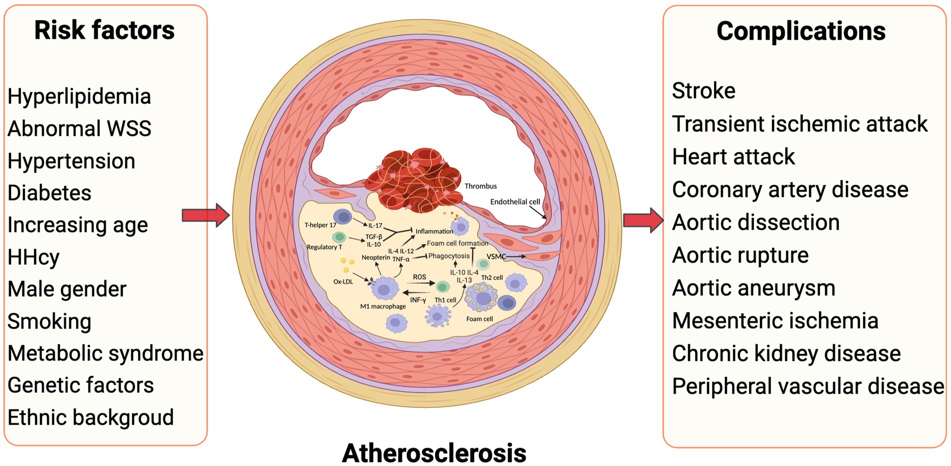 Frontiers  Characteristics and evaluation of atherosclerotic plaques: an  overview of state-of-the-art techniques