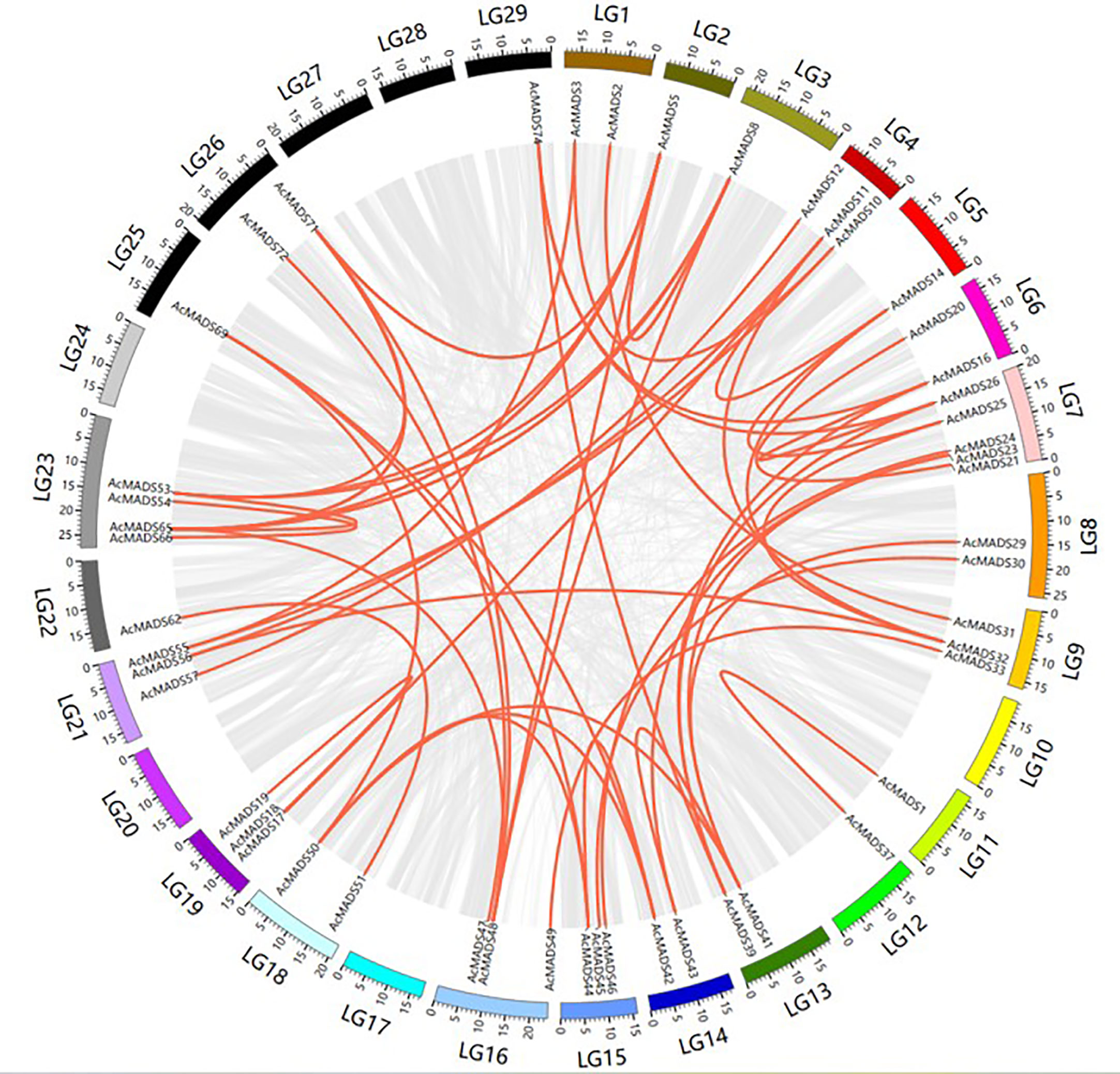 Frontiers | Genome-wide identification of the AcMADS-box family and ...