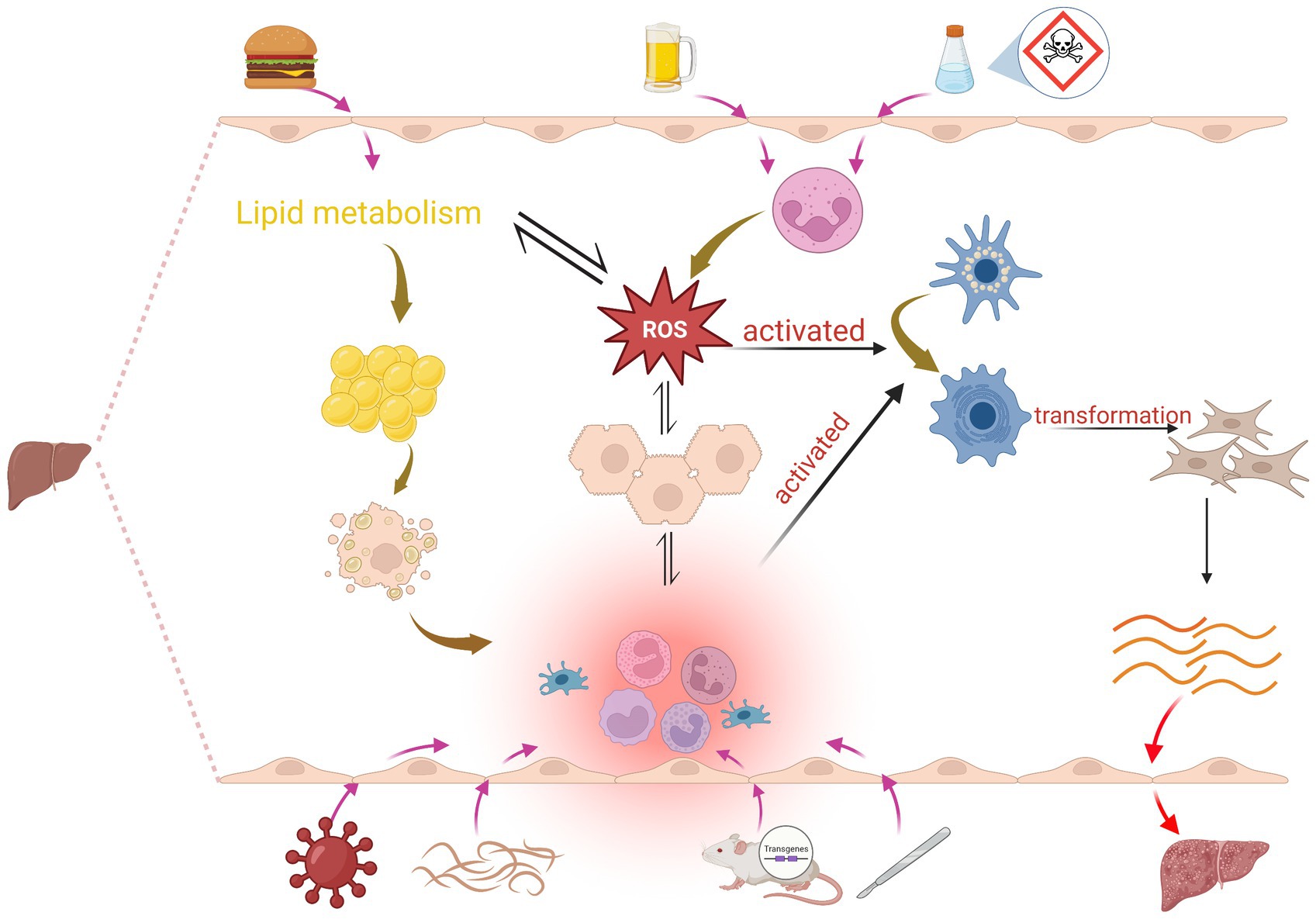 Frontiers An update on animal models of liver fibrosis