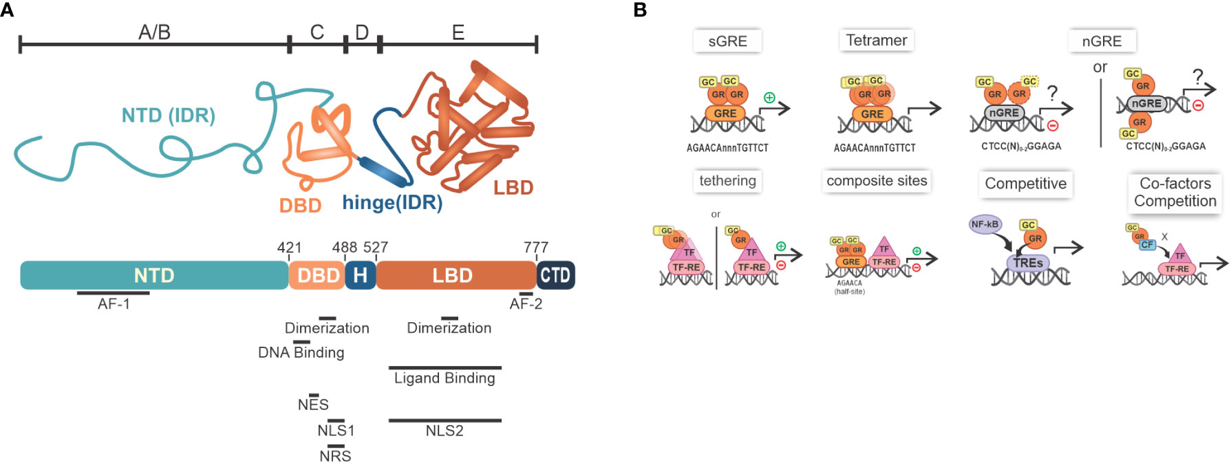 Frontiers Phase separation A Possible New Layer For Transcriptional 