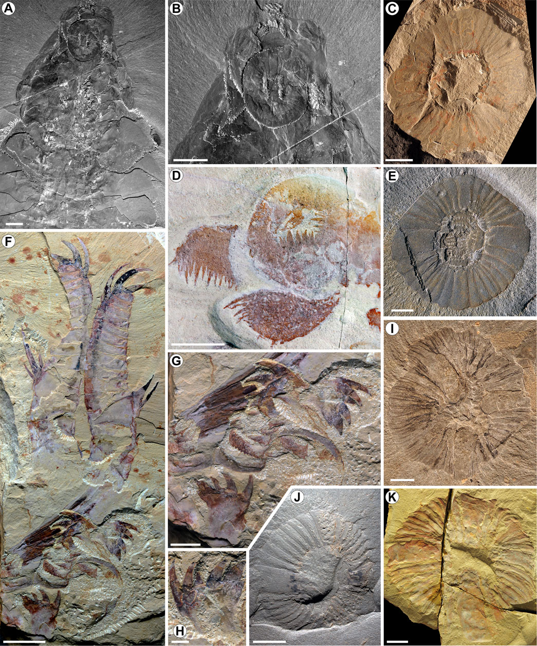 Frontiers | The significance of Anomalocaris and other Radiodonta