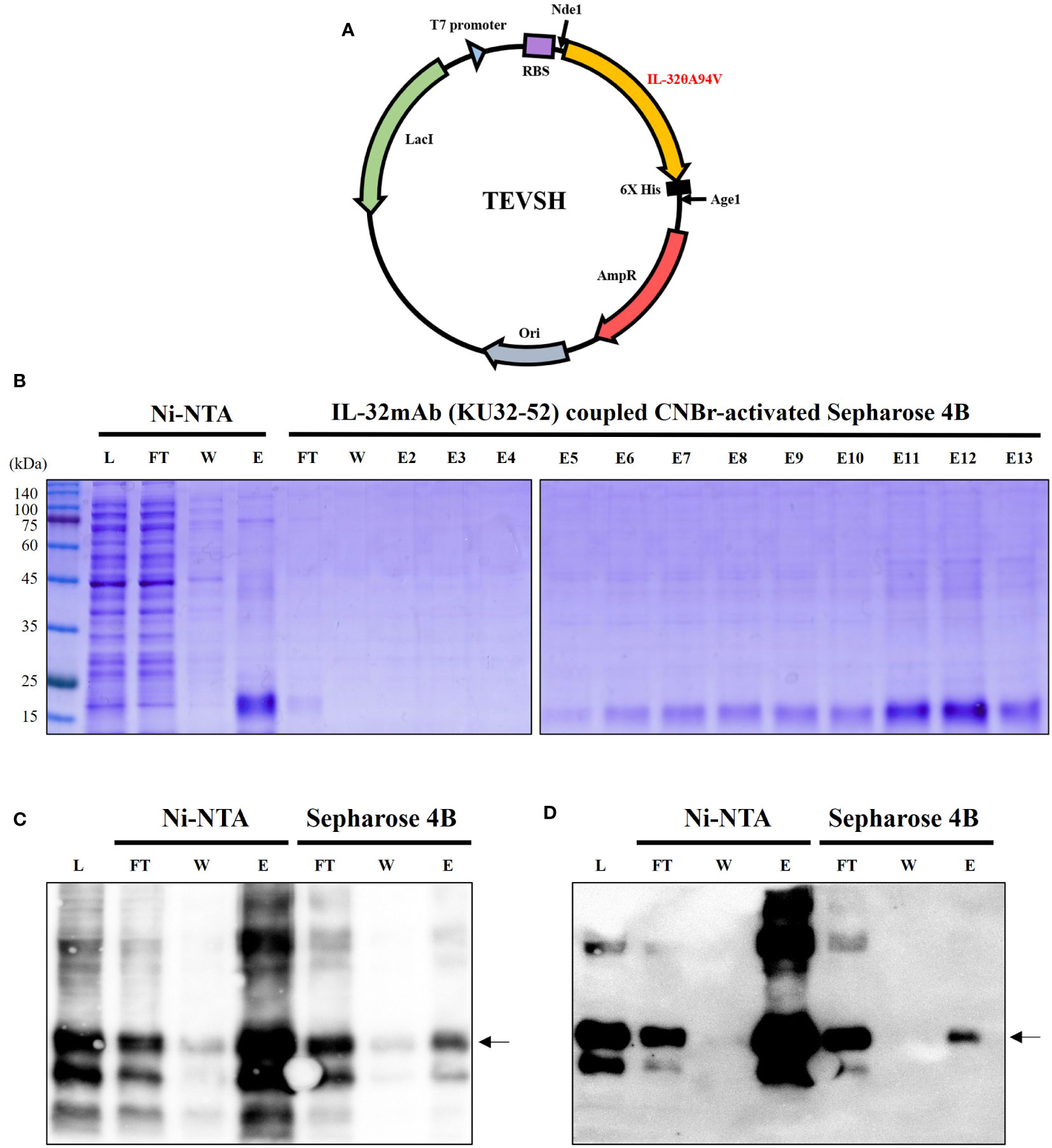 7015 Adhesion Promoter