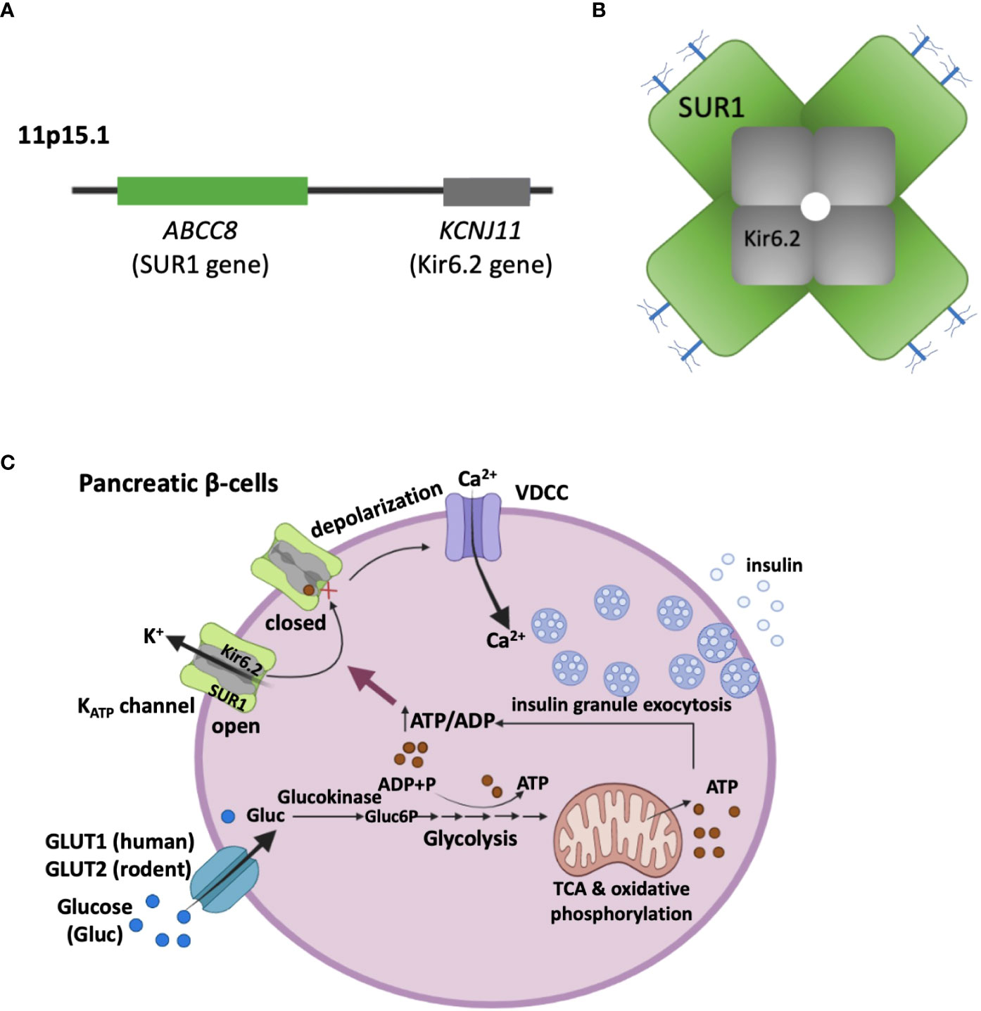 Frontiers  KATP channel mutations in congenital hyperinsulinism