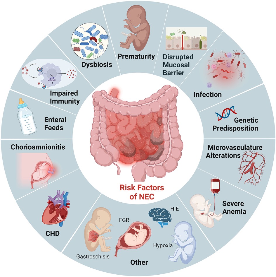 Frontiers State of the art Review And Update Of In Vivo Models Of 
