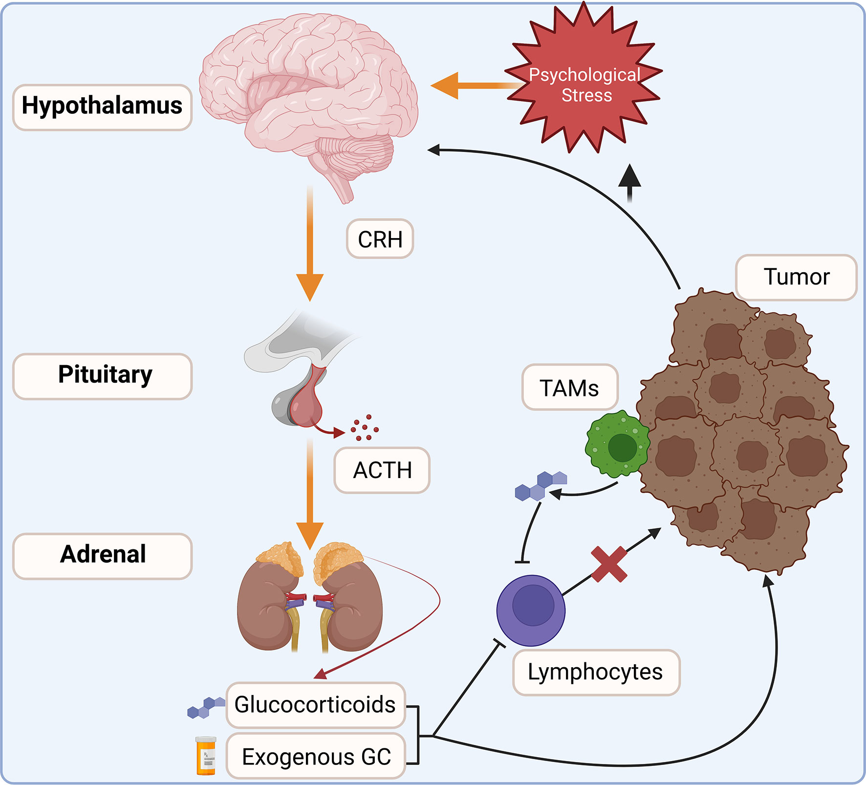 Frontiers Glucocorticoid Regulation Of Cancer Development And Progression