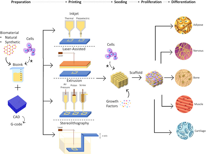 Frontiers  A review of bioengineering techniques applied to breast tissue:  Mechanical properties, tissue engineering and finite element analysis