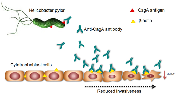 Foro helicobacter pylori