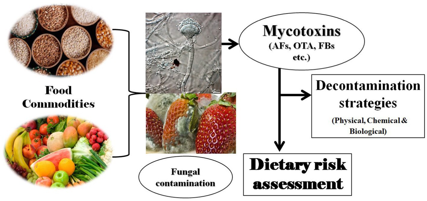 Occurrence of anise seed-borne fungi using different seed health