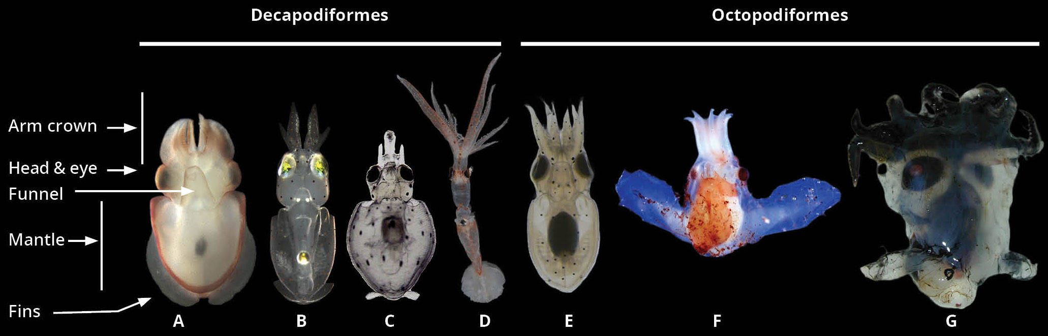 Frontiers  Cephalopod ontogeny and life cycle patterns