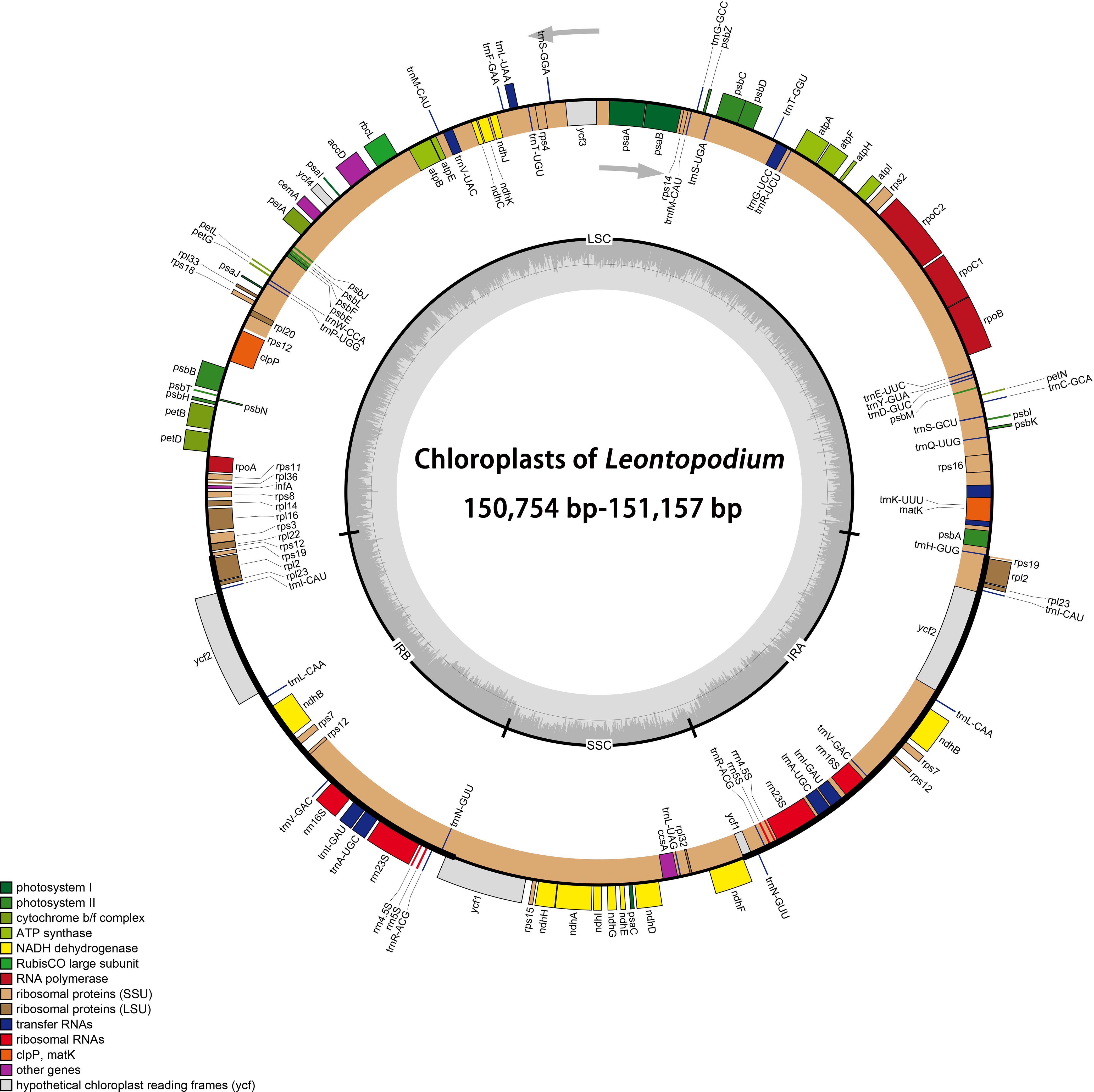 PDF) Micro-morphological characters in Polypodiaceae and its taxonomic  significance