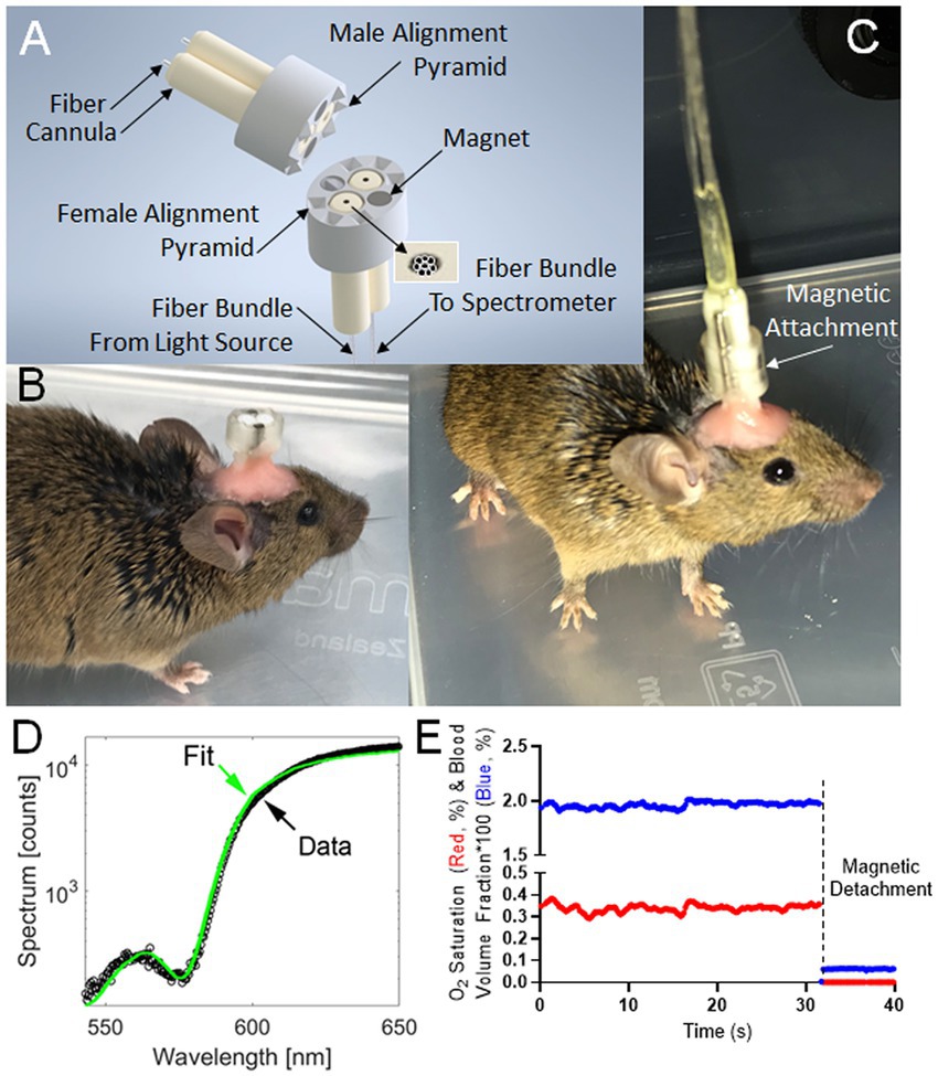 Frontiers  Striatal fibrinogen extravasation and vascular degeneration  correlate with motor dysfunction in an aging mouse model of Alzheimer's  disease