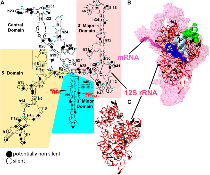 Frontiers Structural analysis of mitochondrial rRNA gene variants identified in patients with deafness