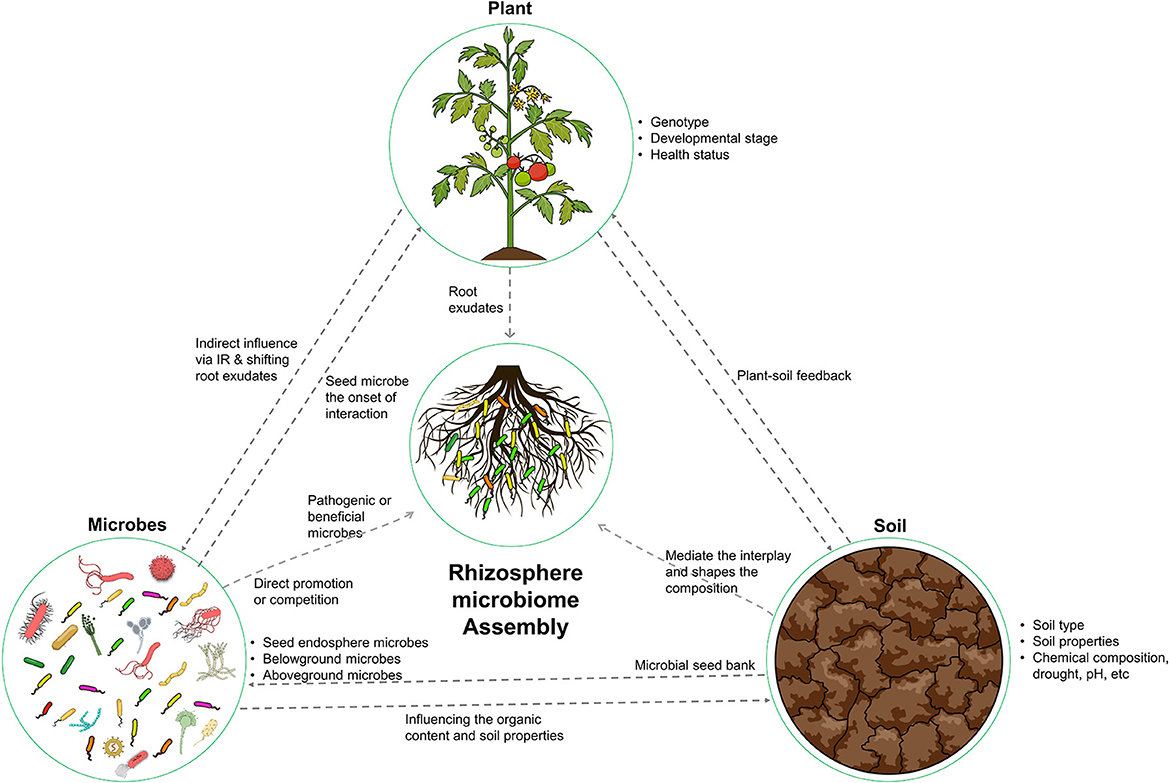 Frontiers Rhodobacteraceae dominate the core microbiome of the