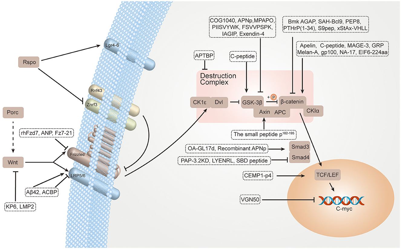 Frontiers The Recent Progress Of Peptide Regulators For The Wnt