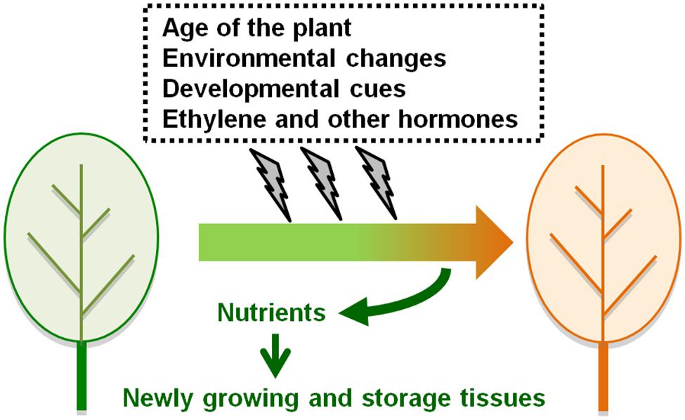 Frontiers | The roles of ethylene and transcription factors in the ...