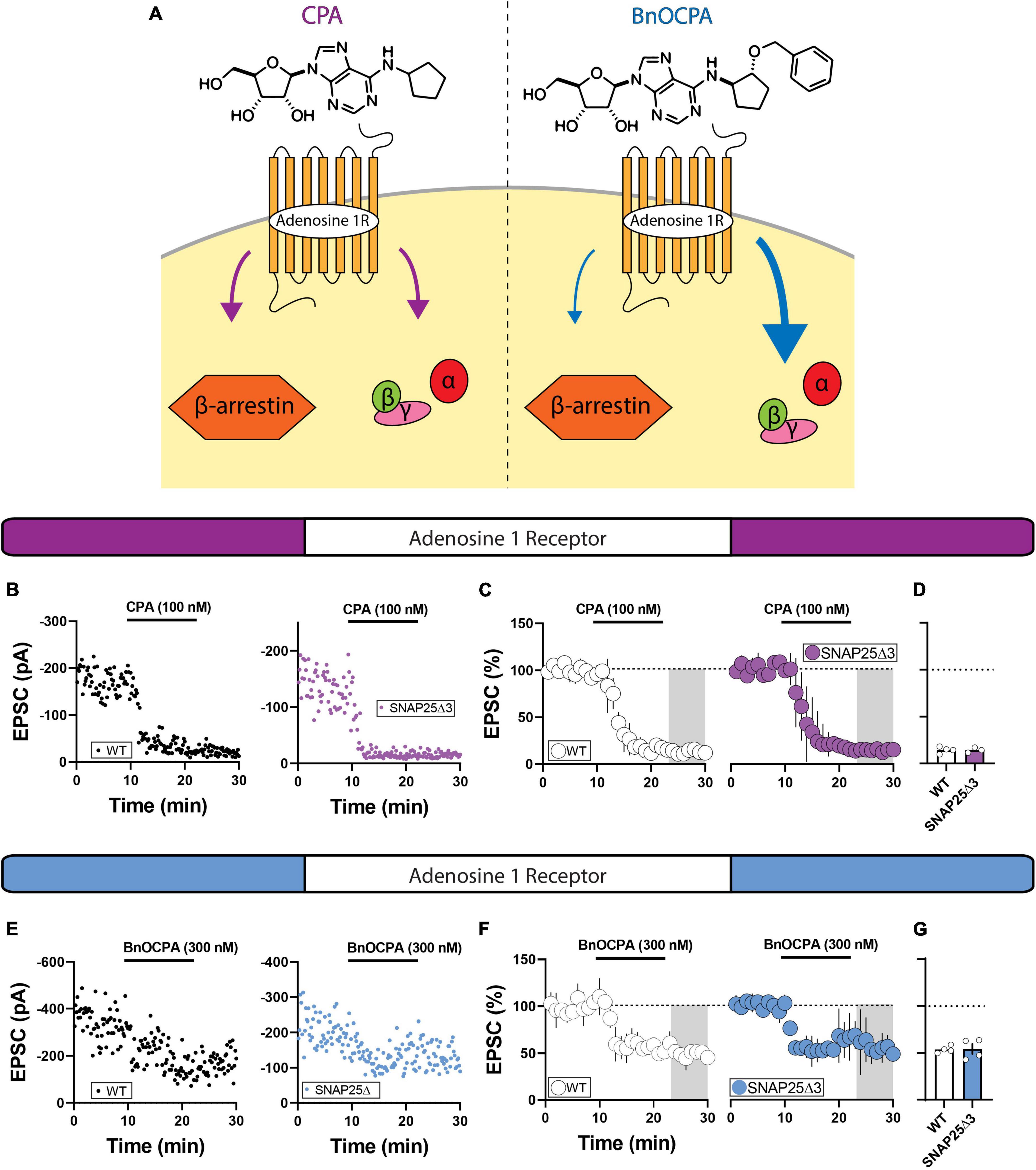 Frontiers | SNAP25 differentially contributes to Gi/o