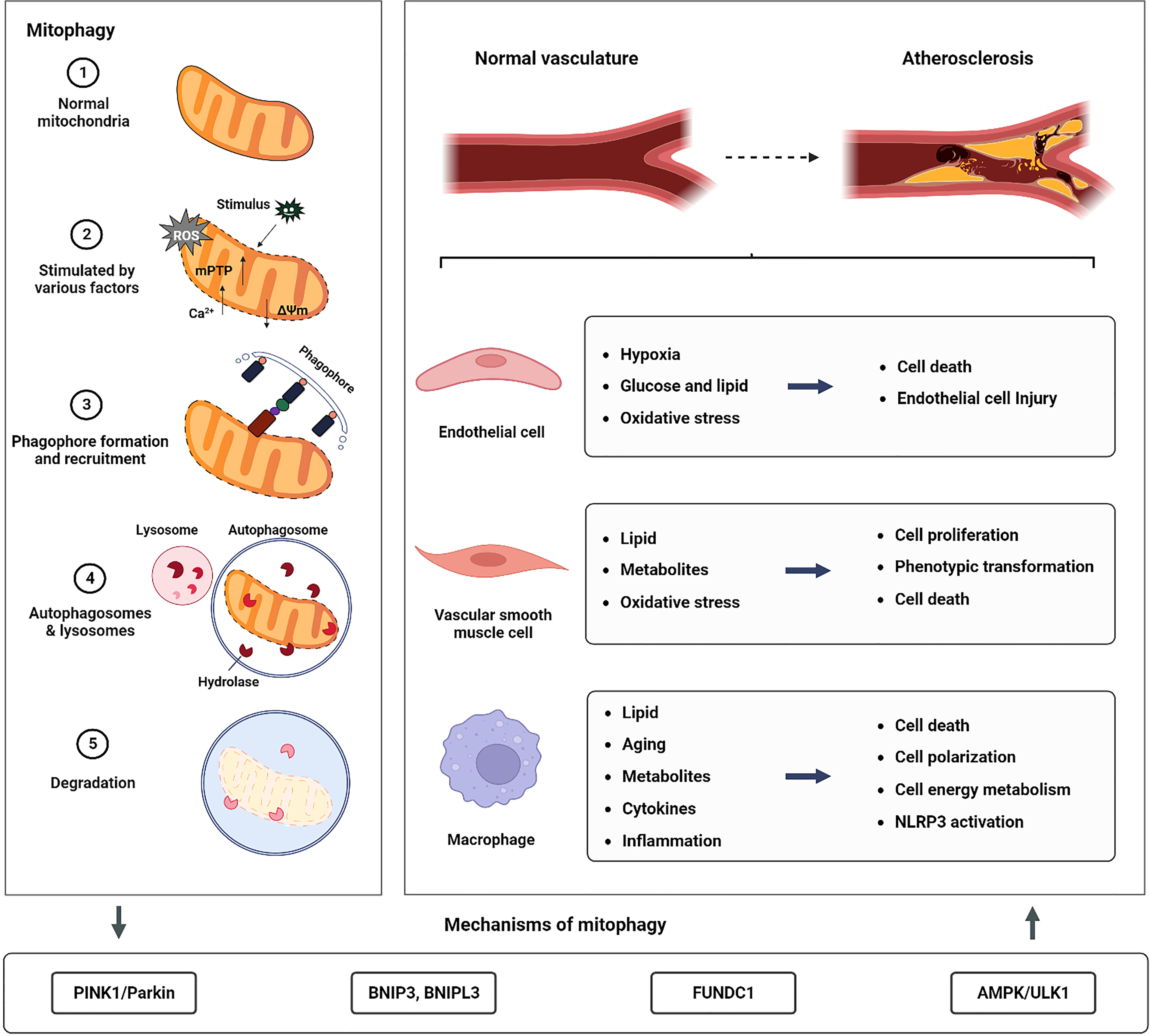 Metabolite Toxicity as a Driver of Aging and Disease — THE HUGHES LAB