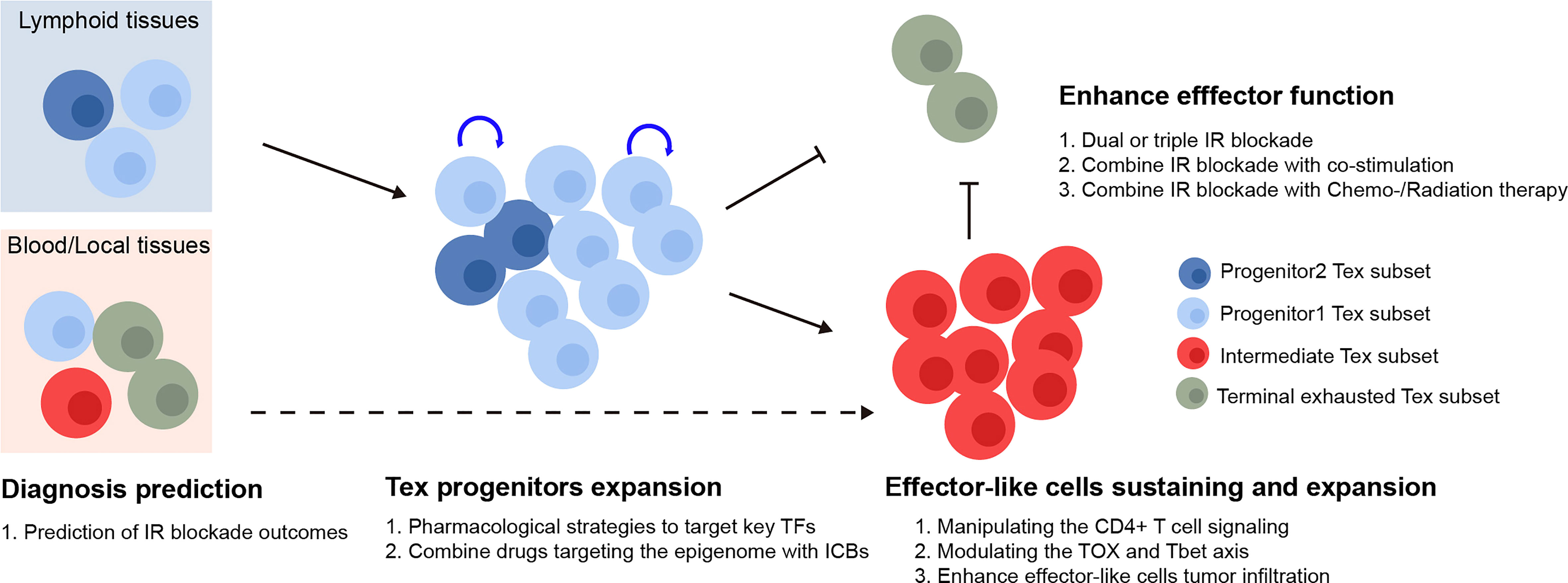 Frontiers  The development of CD8 T-cell exhaustion heterogeneity and the  therapeutic potentials in cancer