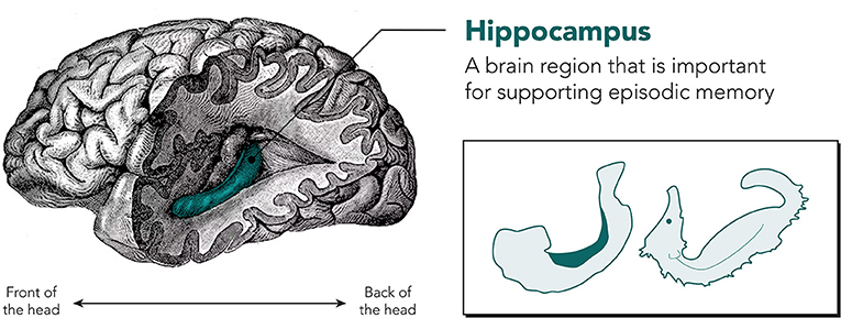 Figure 1 - This is a side view of the brain with the hippocampus in teal.