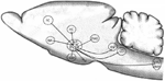 www.frontiersin.org