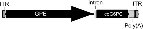 www.frontiersin.org