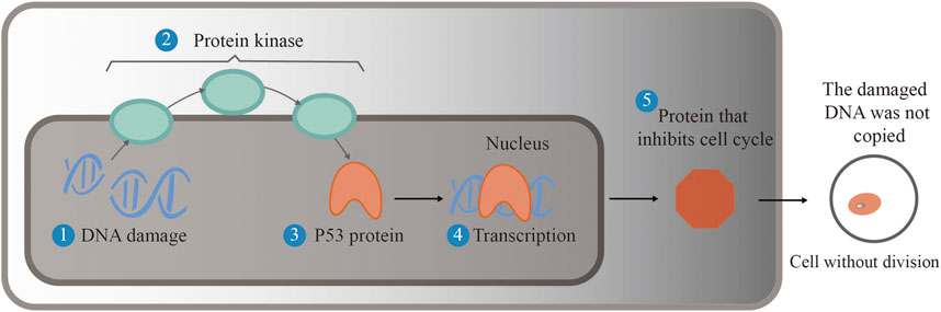 Full article: Biomedical Potential of Plant-Based Selenium Nanoparticles: A  Comprehensive Review on Therapeutic and Mechanistic Aspects