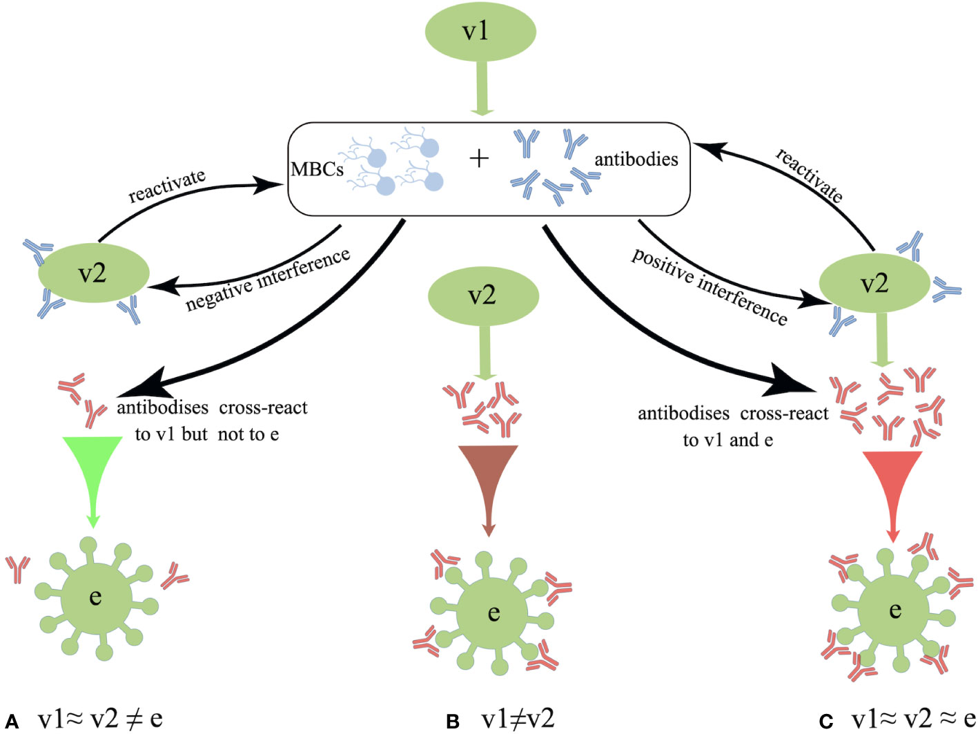 Delayed booster dosing improves human antigen-specific Ig and B