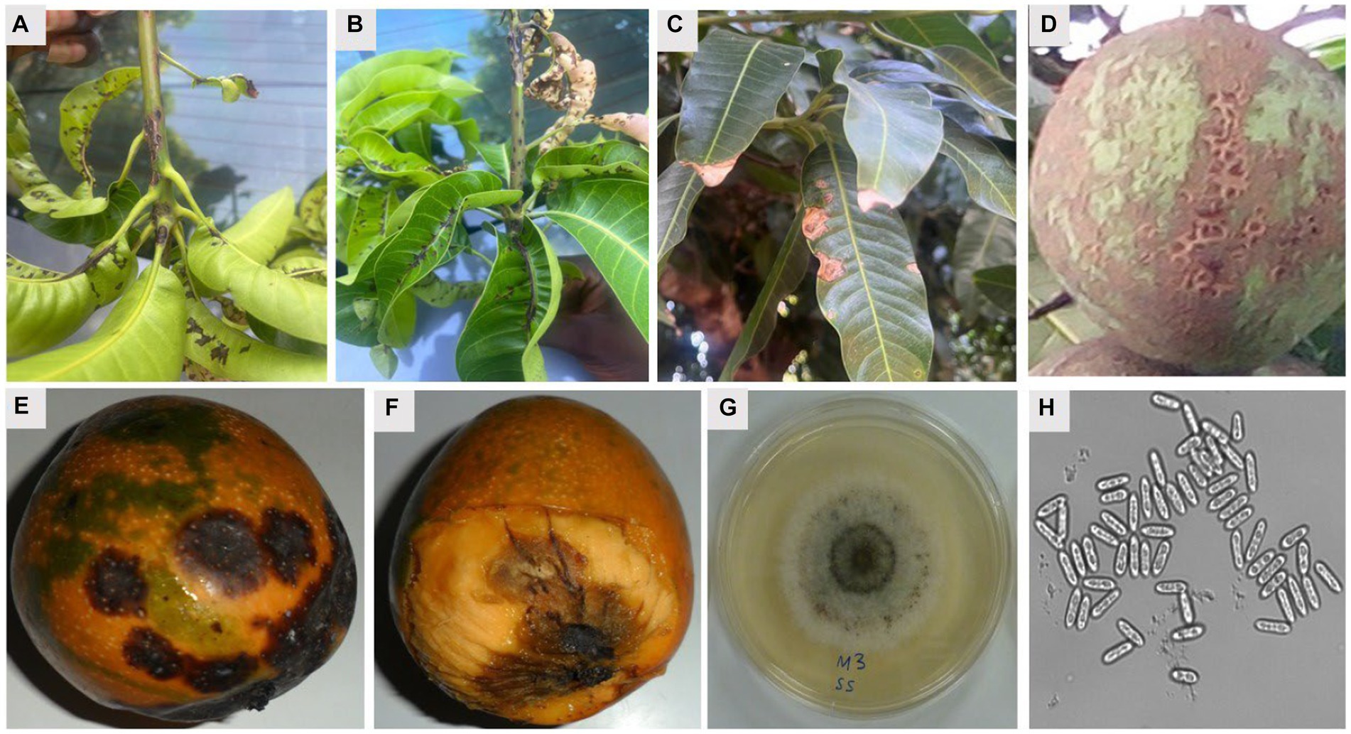 Scarlet eggplant fruits inoculated with Colletotrichum tamarilloi