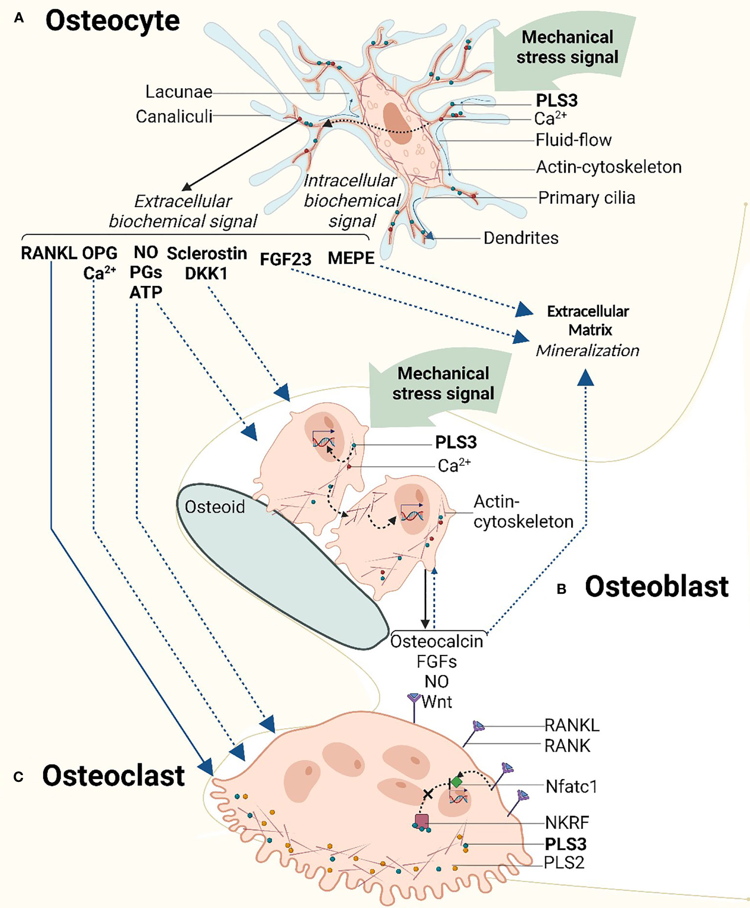 Dr. J Veldman - Bone Densitomerty