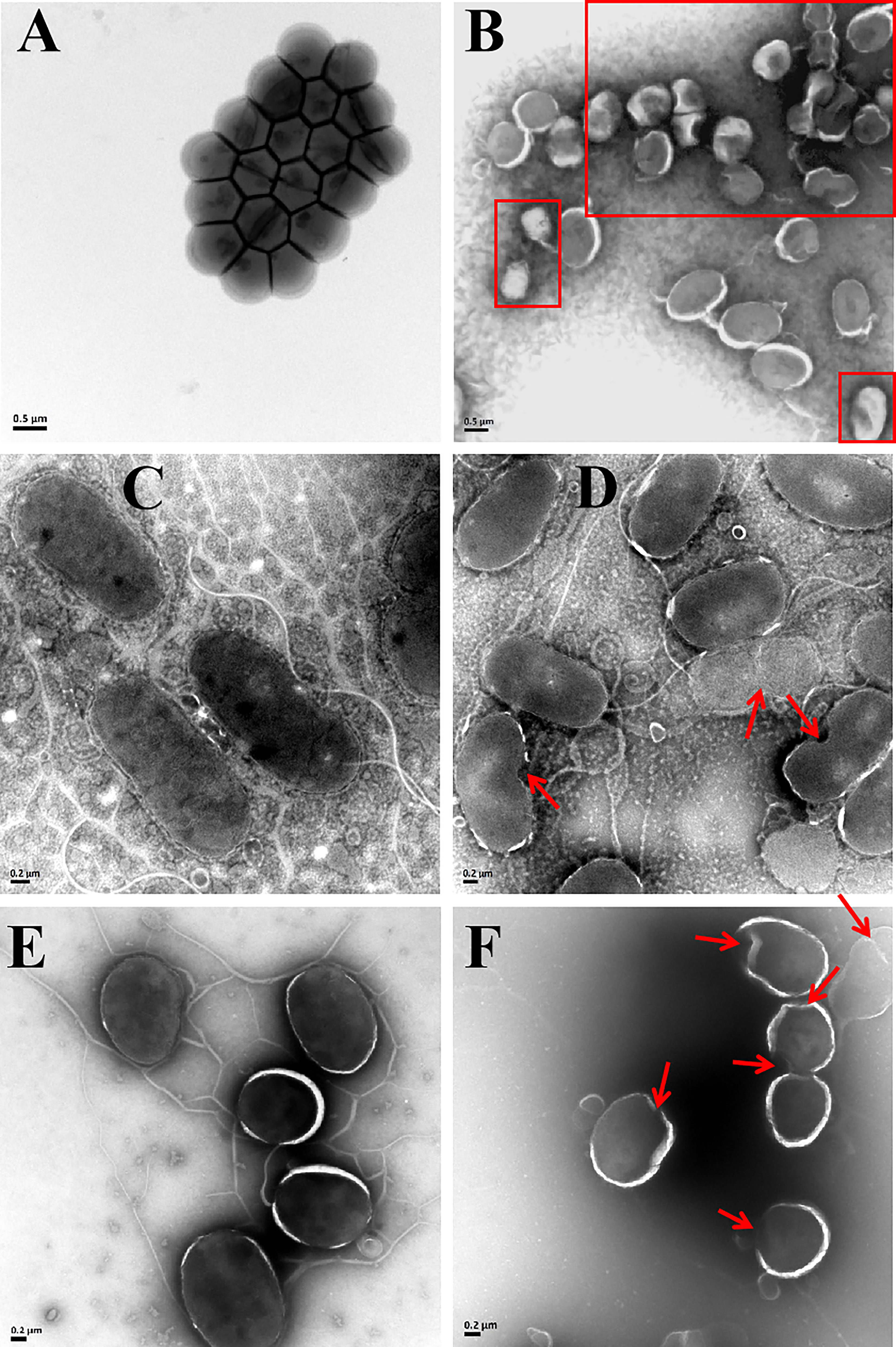 Frontiers | A novel antimicrobial peptide screened by a Bacillus subtilis expression system, derived from Larimichthys crocea Ferritin H, exerting bactericidal and parasiticidal activities Frontiers | A novel antimicrobial peptide screened by a Bacillus subtilis expression system, derived from Larimichthys crocea Ferritin H, exerting bactericidal and parasiticidal activities