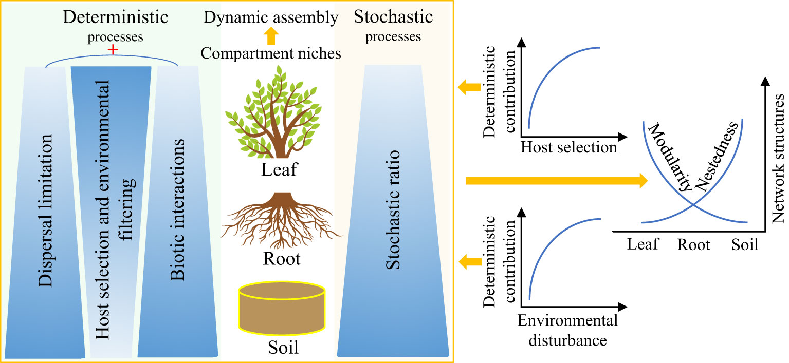 Dispersal limitation and weaker stabilizing mechanisms mediate loss of  diversity with edge effects in forest fragments - Krishnadas - 2021 -  Journal of Ecology - Wiley Online Library