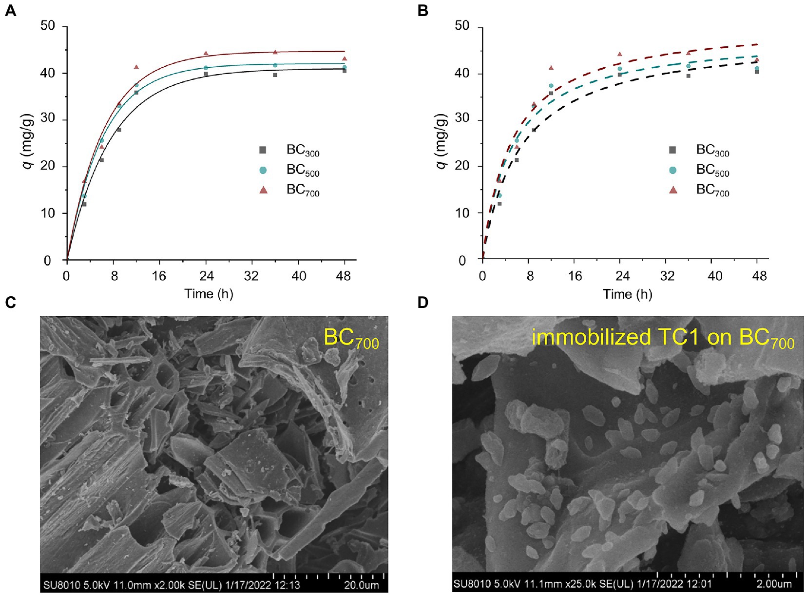 Integrating Biochar, Bacteria, and Plants for Sustainable