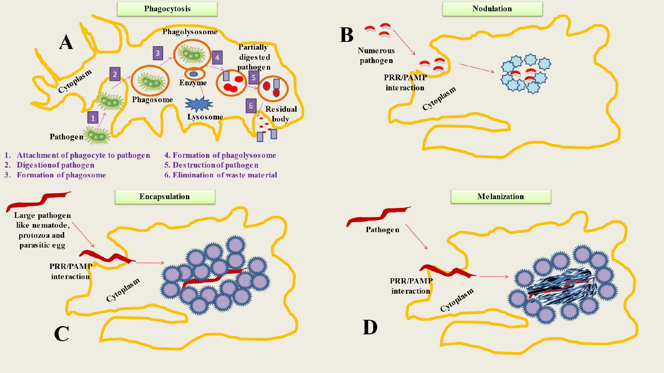 Frontiers | Insect-pathogen crosstalk and the cellular-molecular