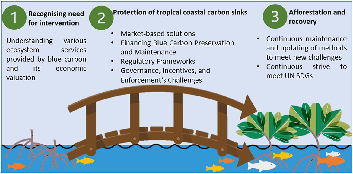 Frontiers  Tropical blue carbon: solutions and perspectives for
