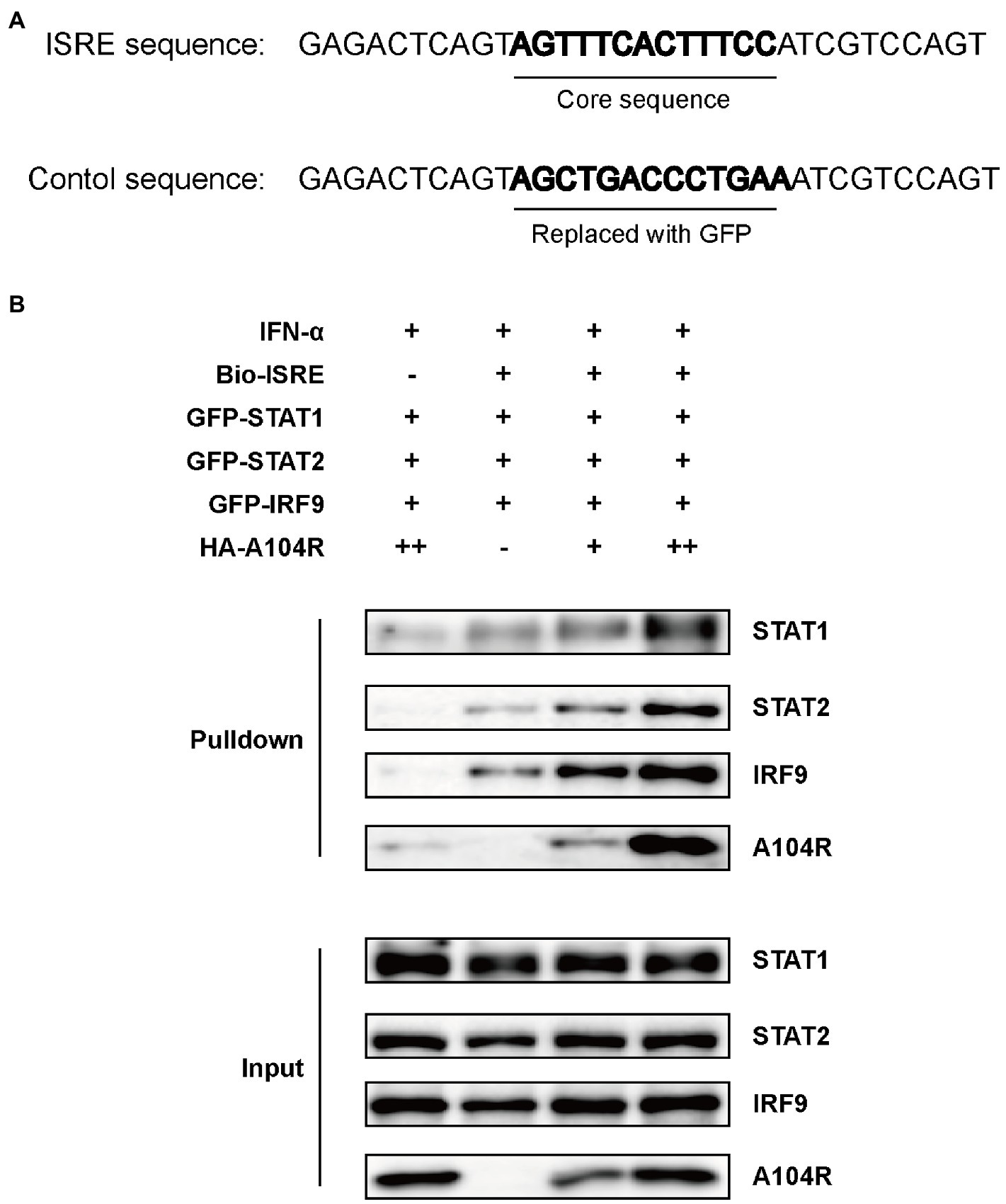 Frontiers | African swine fever virus pA104R protein acts as a ...