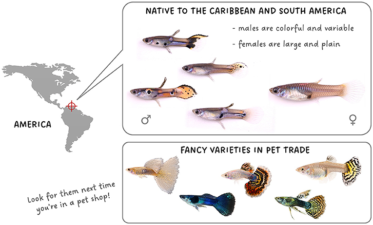 Guppies: Small Fish to Answer Big Questions in Ecology and