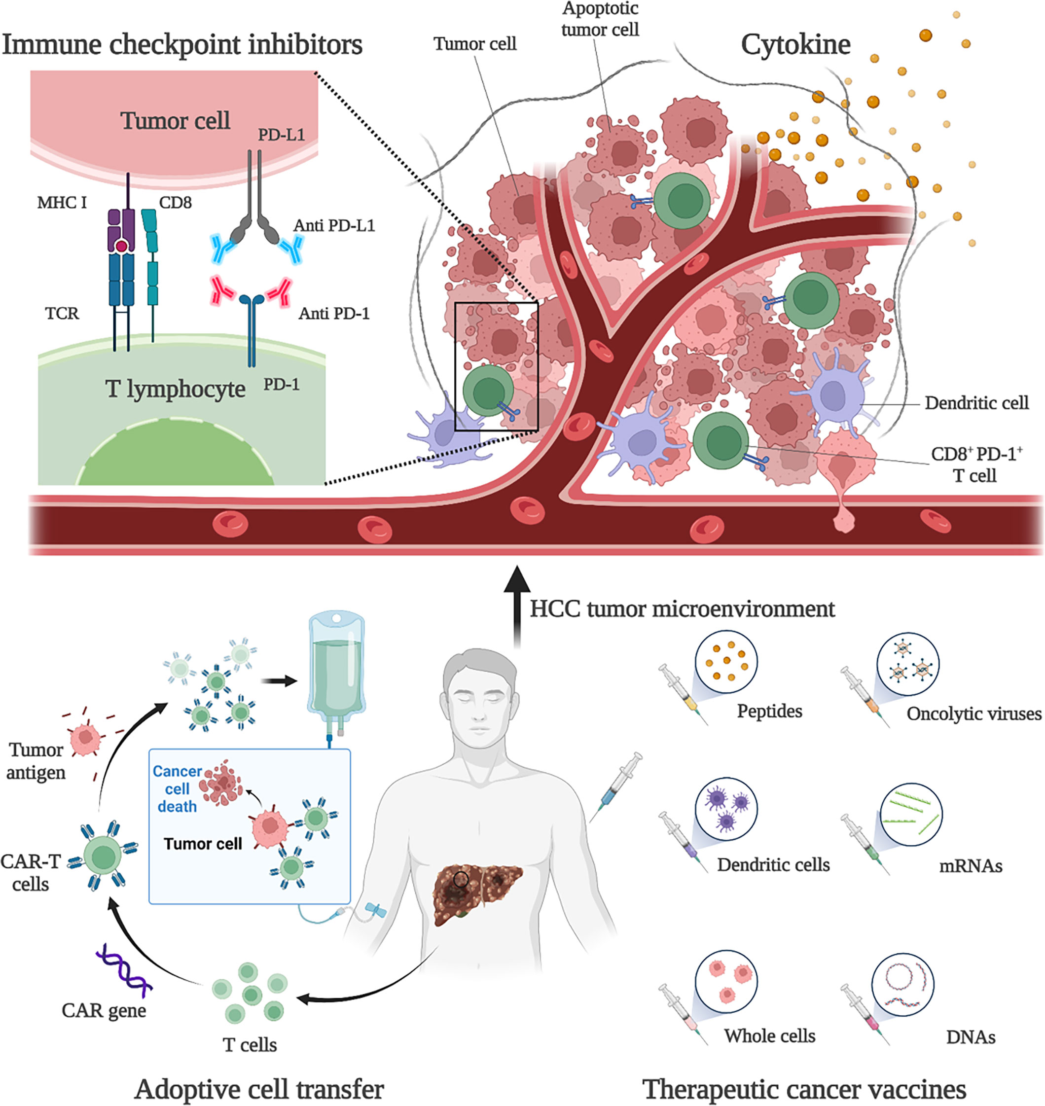 Frontiers | HDAC inhibitors enhance the anti-tumor effect of Frontiers | HDAC inhibitors enhance the anti-tumor effect of