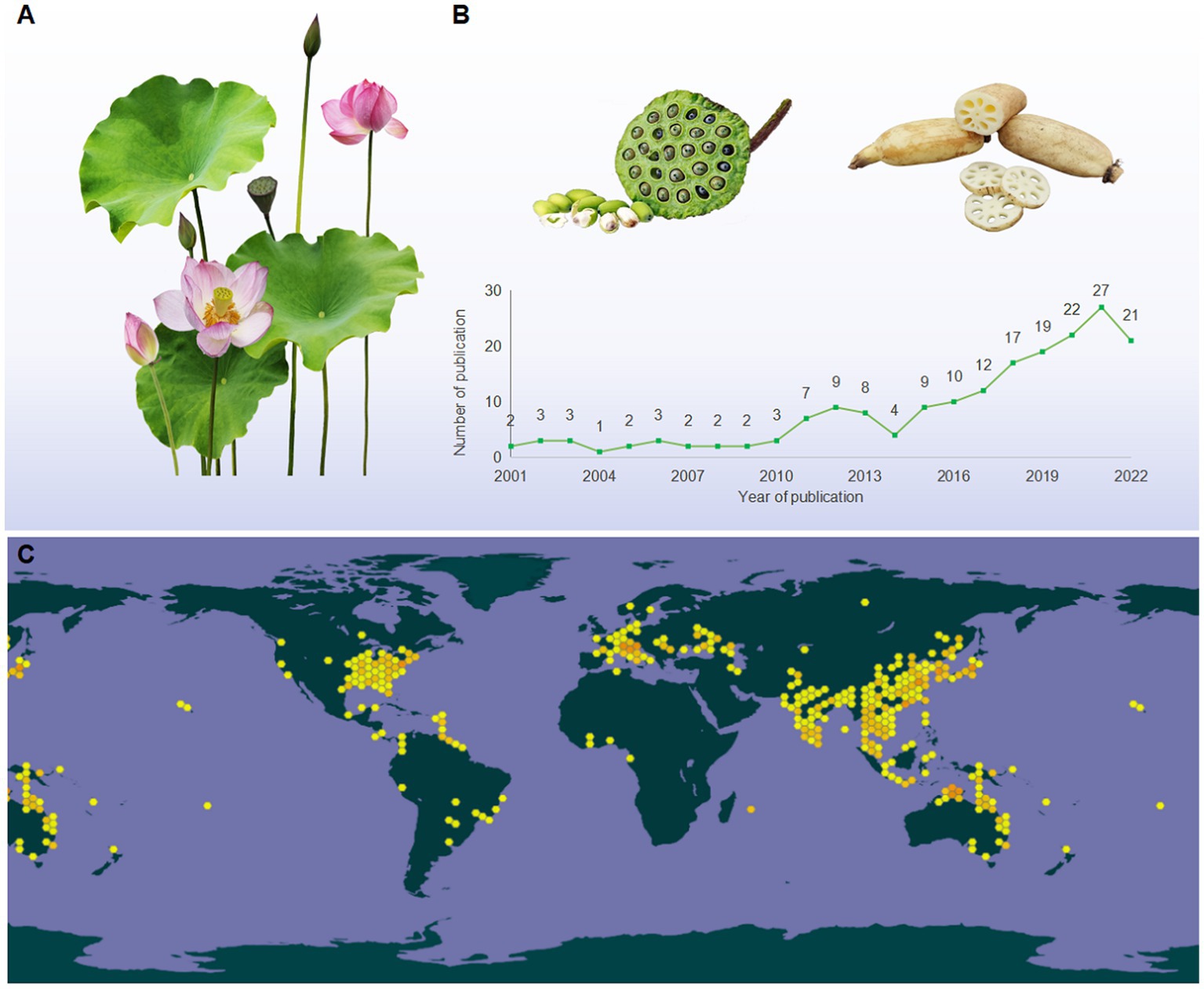 Frontiers  Bioactive polysaccharides from lotus as potent food  supplements: a review of their preparation, structures, biological features  and application prospects