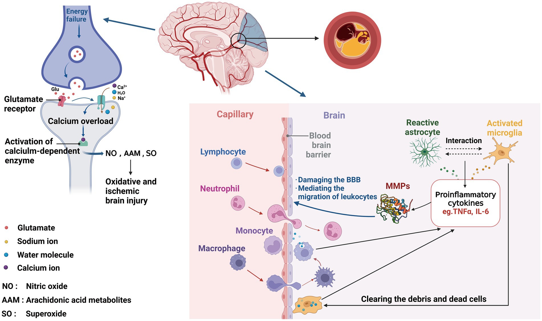 Frontiers  Evaluation of Serum Levels of Transient Receptor