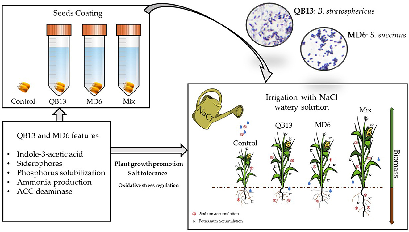 Frontiers  Mucilaginibacter sp. K Improves Growth and Induces