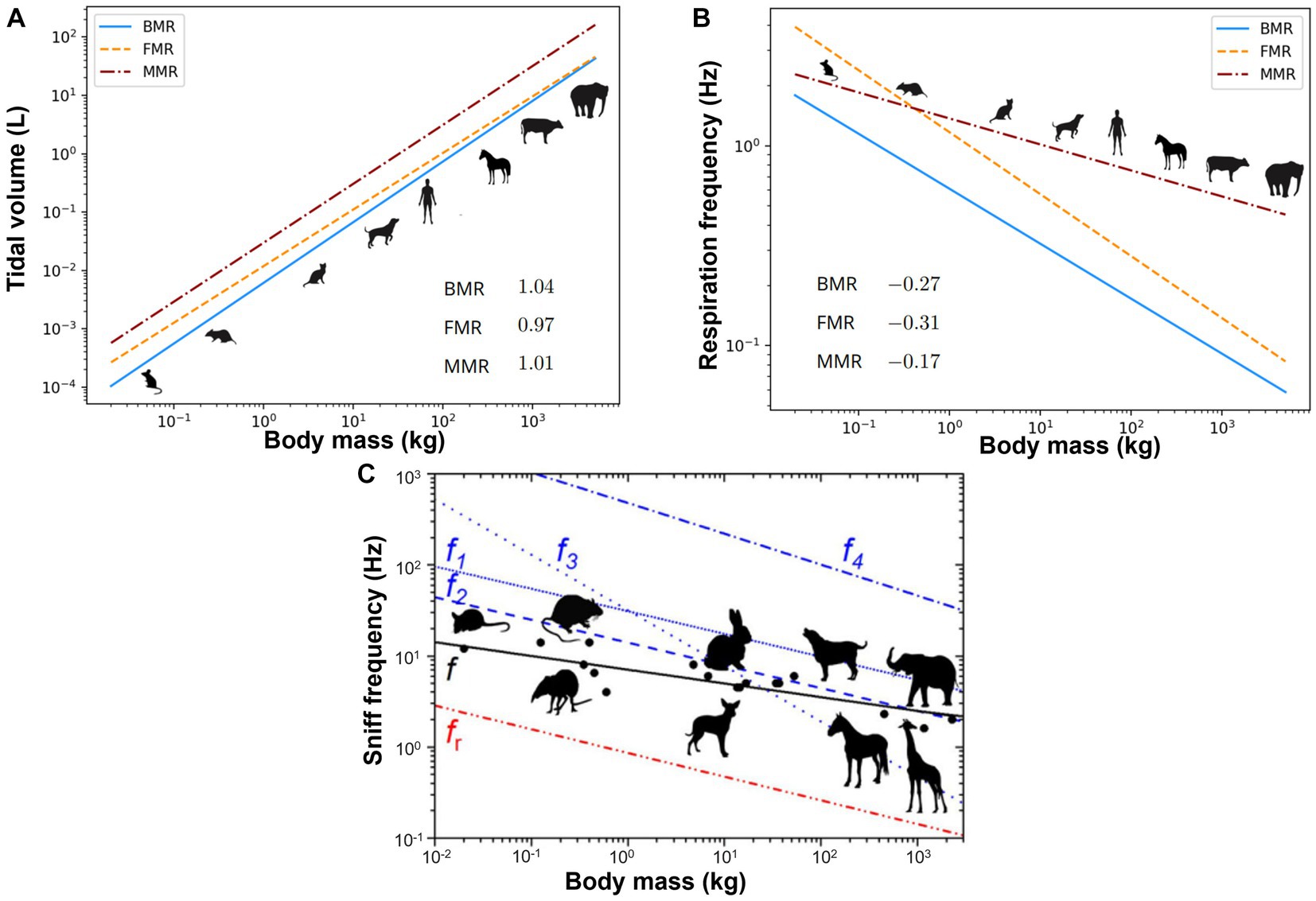 Frontiers  Nasal anatomy and sniffing in respiration and olfaction of wild  and domestic animals