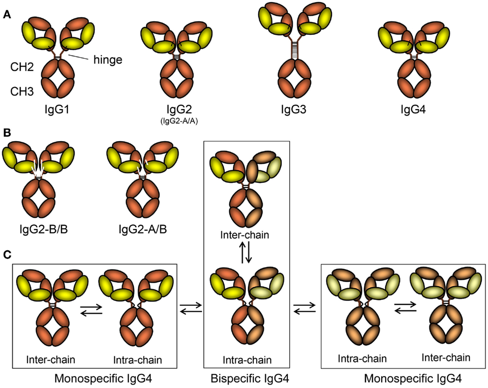 IgG Subclasses Arthritis Rheumatism