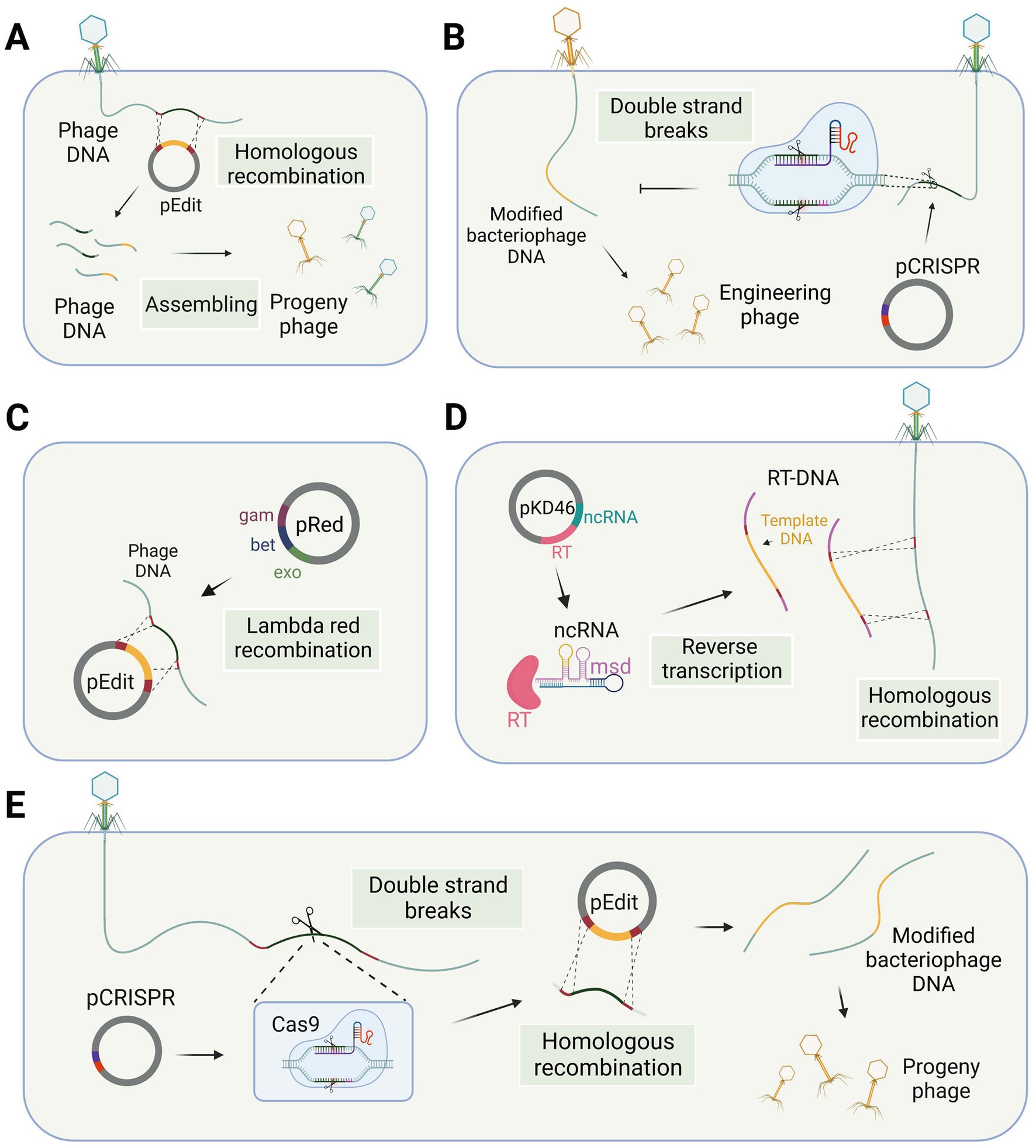 The defense island repertoire of the Escherichia coli pan-genome