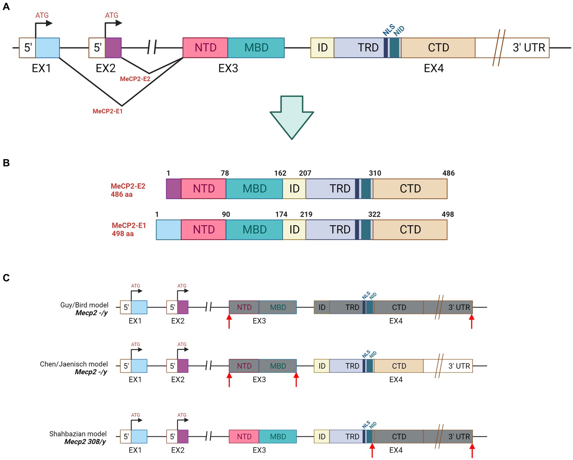 Frontiers | Advanced genetic therapies for the treatment of Rett ...