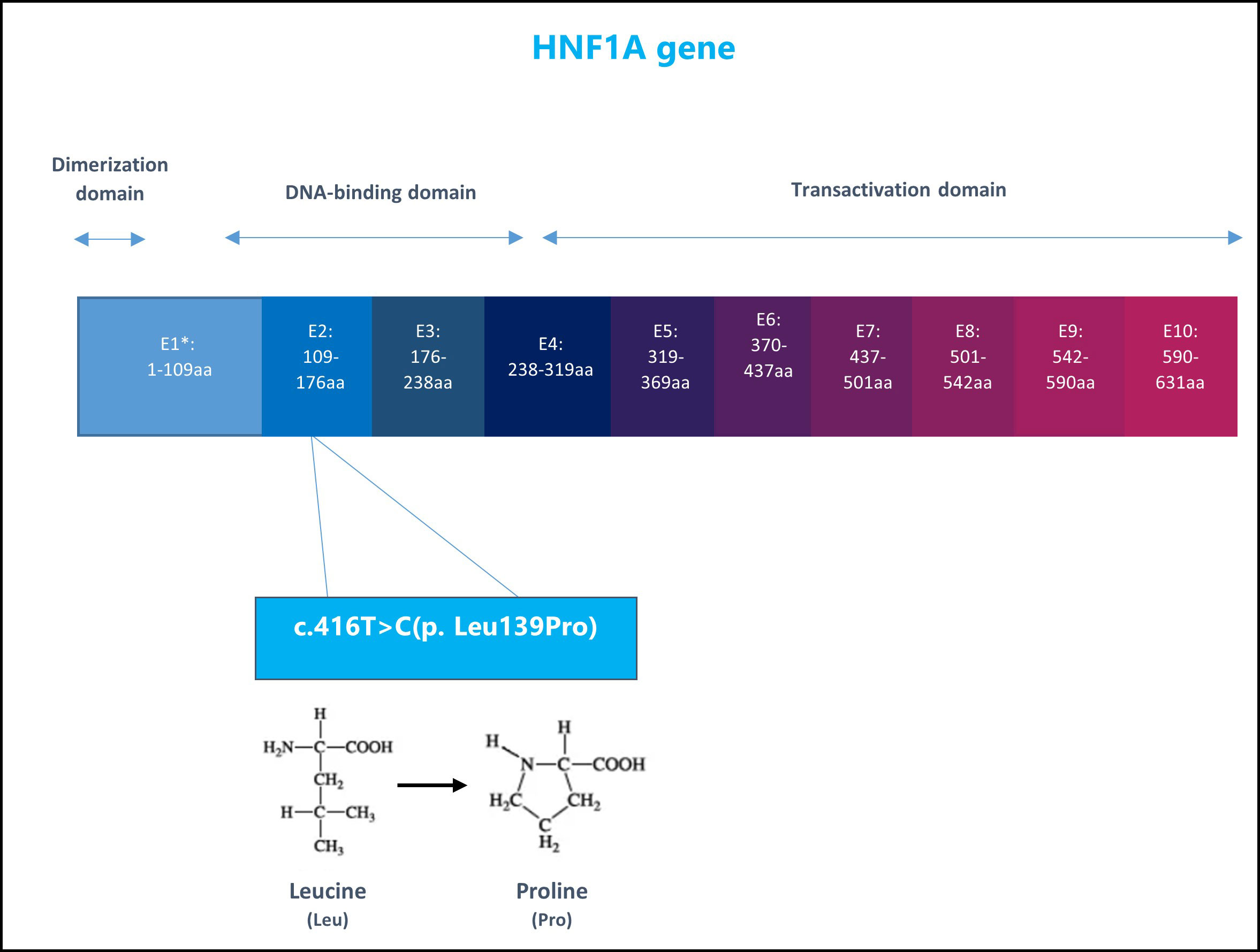 Frontiers  Case report: A 10-year prognosis of neonatal diabetes