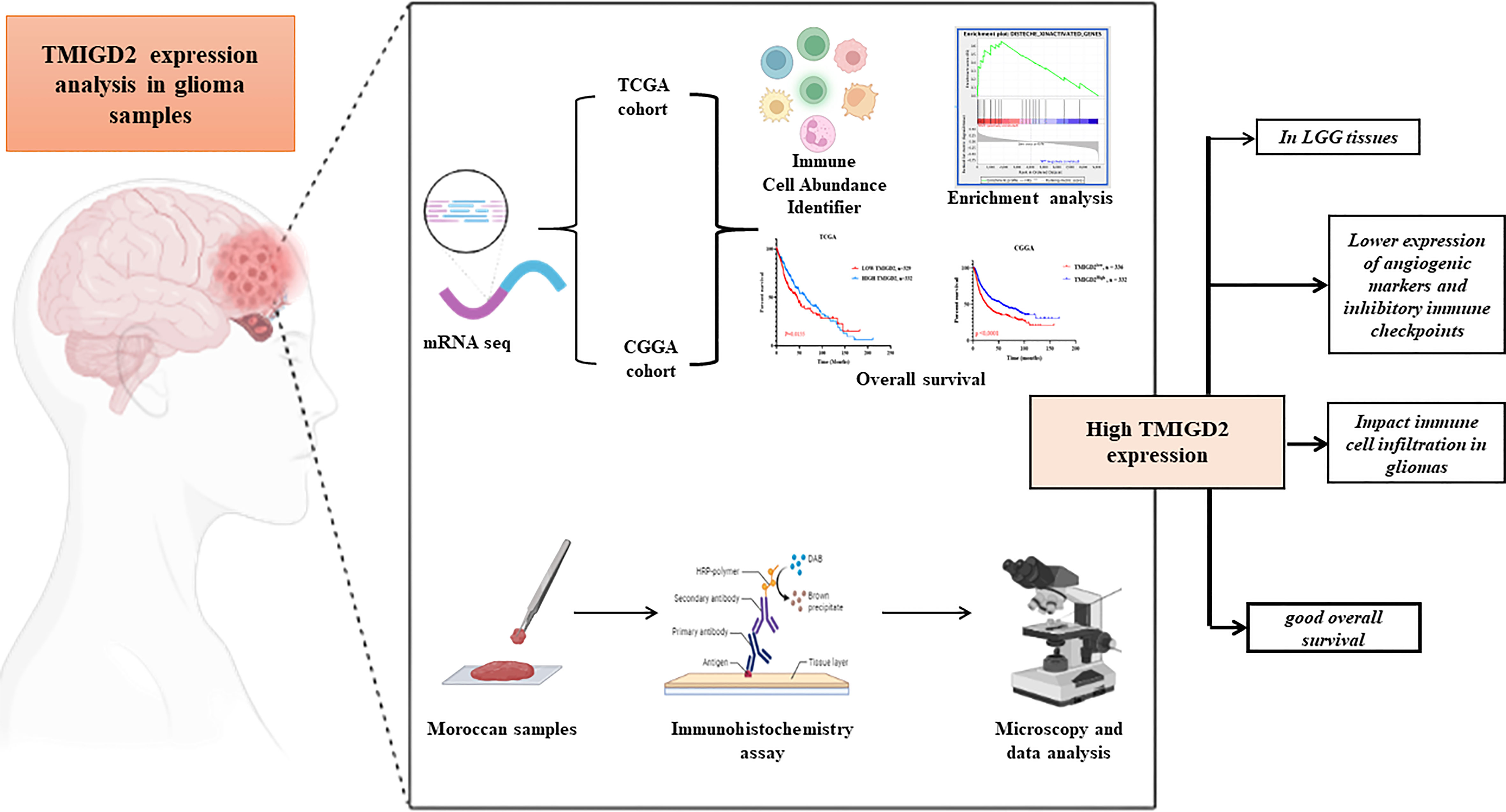 Frontiers  Identification of MARK2, CCDC71, GATA2, and KLRC3 as