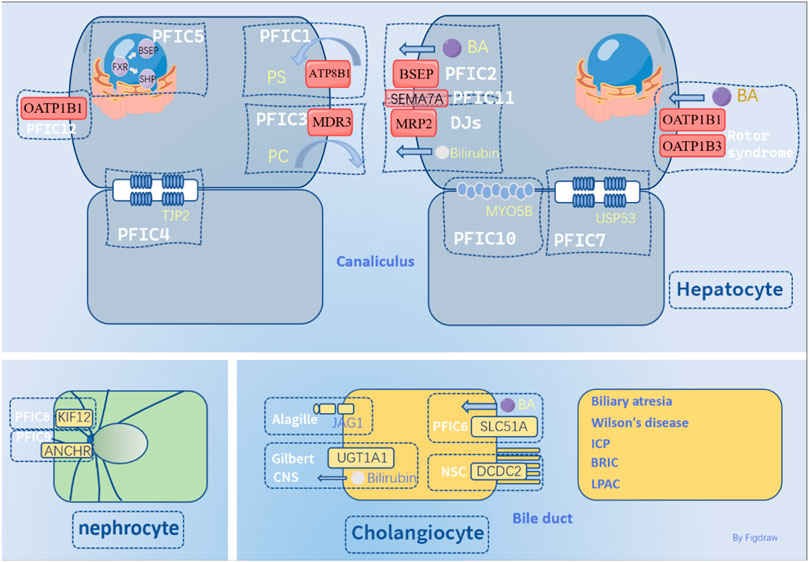 Frontiers Current understanding of the molecular mechanisms of