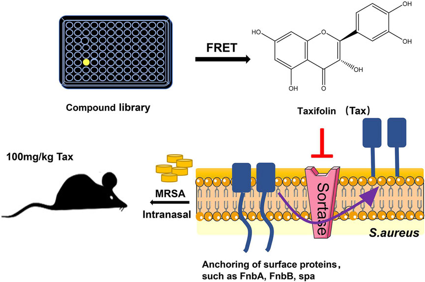 Frontiers | An insight into novel therapeutic potentials of taxifolin
